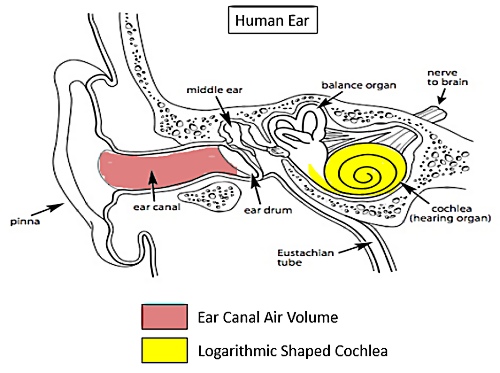 The Ear